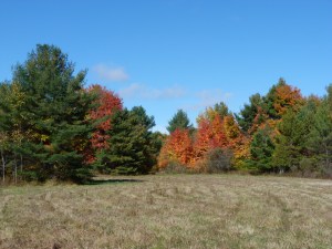 Our "back yard", autumn 2012
