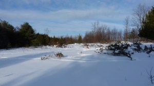 Deer trails and juniper bushes