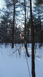 The light through the cedar grove