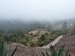 the Sierra Juárez cloud forest