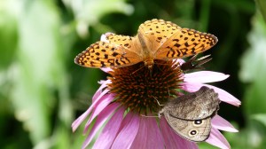 Looking in my own backyard