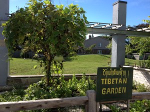 Tibetan Garden at the Barns, a large squash hanging from the tree