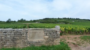 The vineyards of Cote D'Or