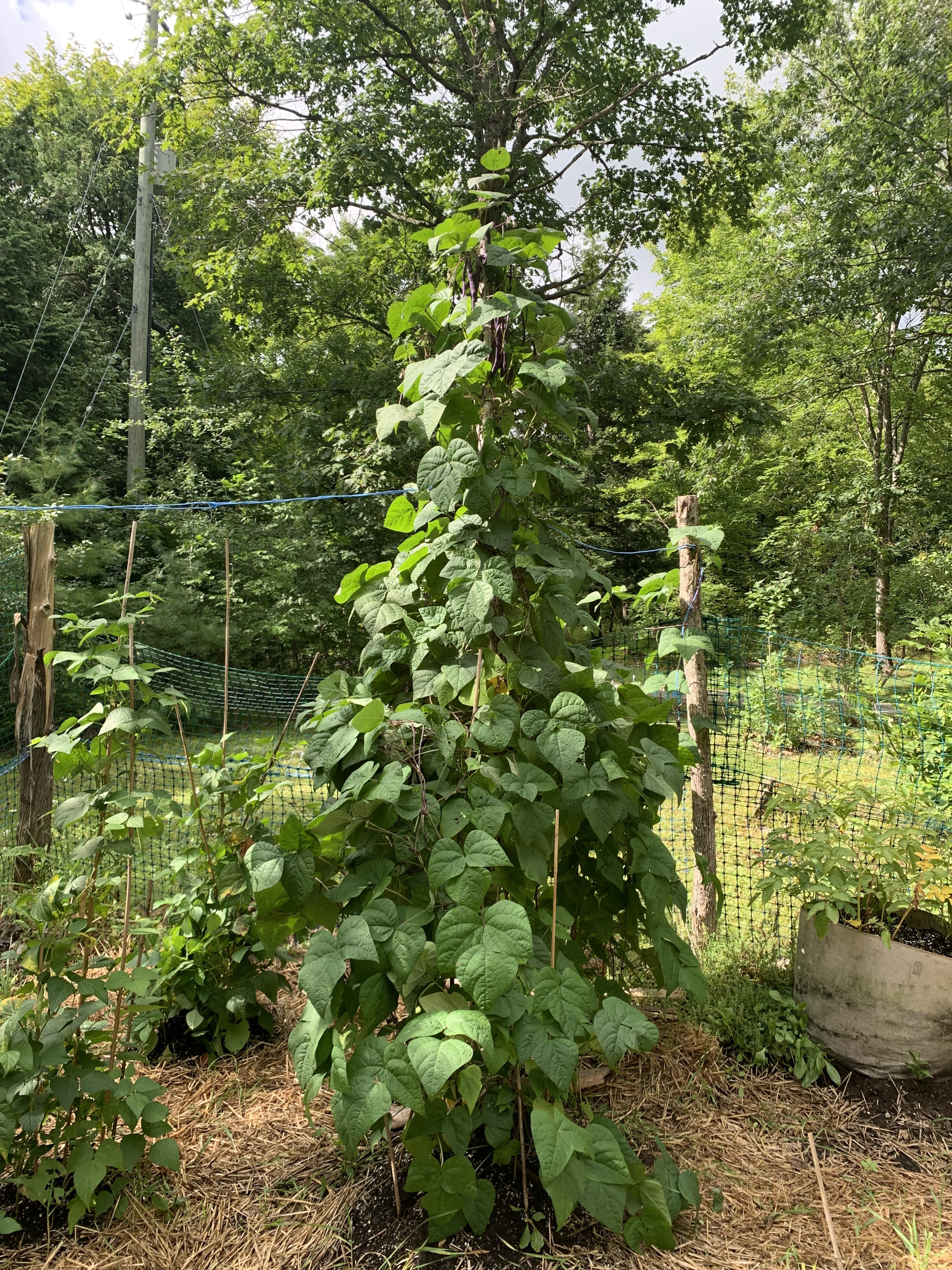 A very tall bean plant in a garden