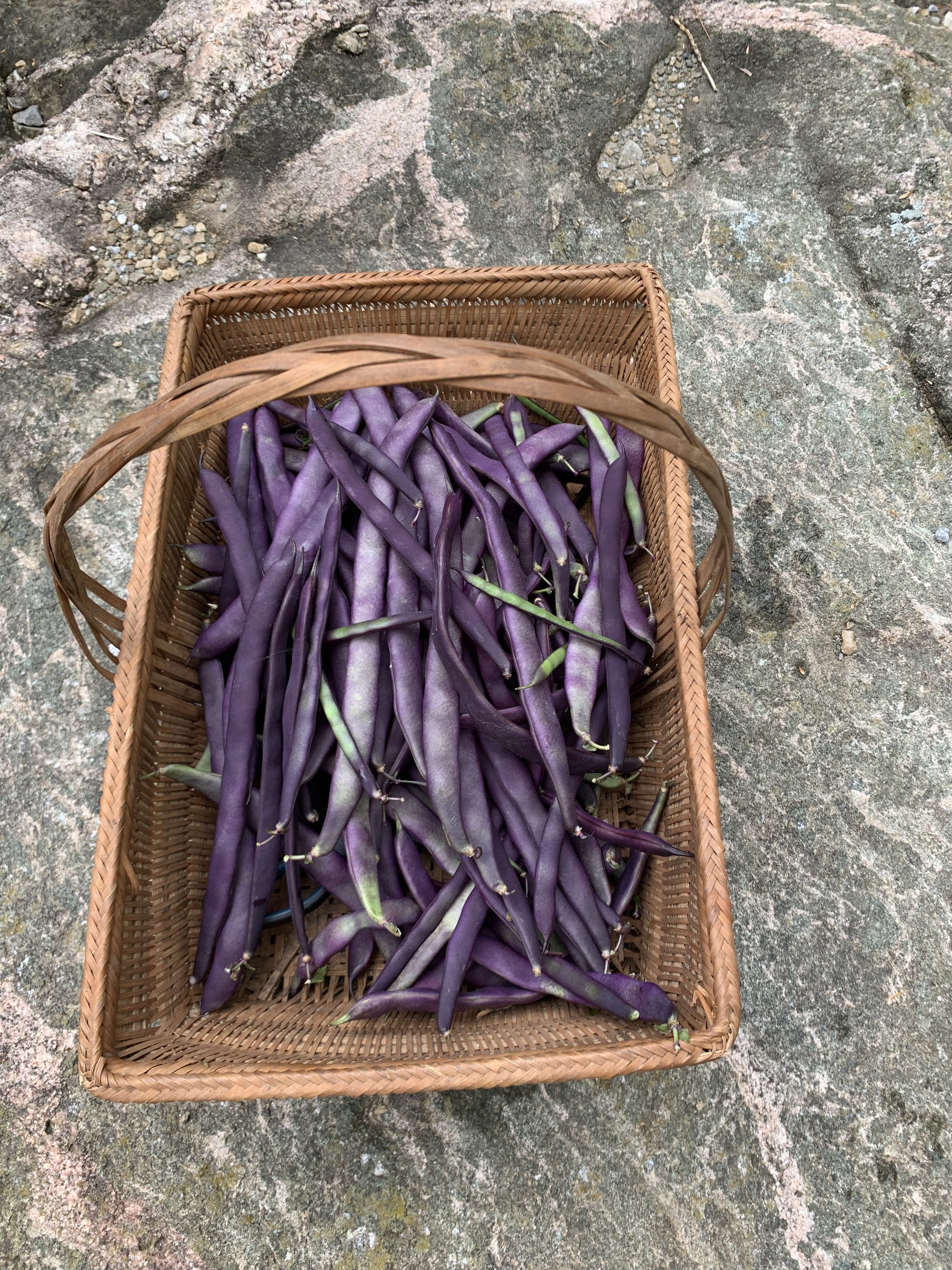A basket of picked purple string beans.